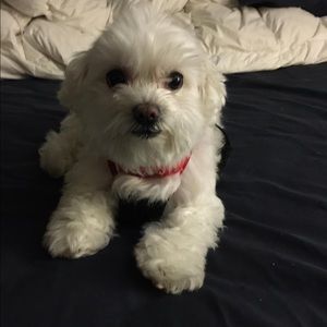 Meet your Posher, Sandy